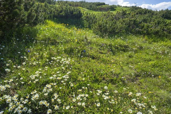 Białe Żółte Kwiaty Zielonej Trawie Tatrach — Zdjęcie stockowe