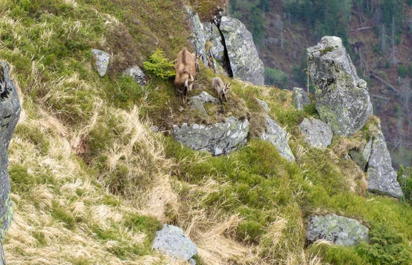 Los Gamuzas Corren Por Las Rocas Tatras Occidentales — Foto de Stock