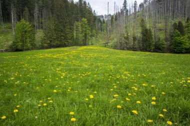 Koscieliska Vadisi 'ndeki harika bahar manzarası. Batı Tatras.