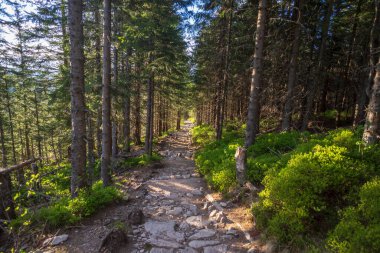 Öğleden sonra batı Tatras 'ta bir orman. Benim narin Turnie 'm yakınlarda.