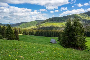 Kalatowki Ormanı 'ndaki harika bahar manzarası. Batı Tatras.