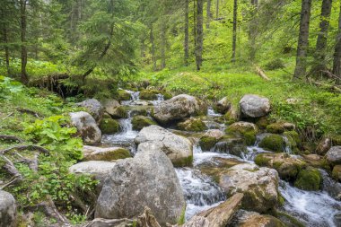 Mala Laka Vadisi 'ndeki harika bahar manzarası. Batı Tatras.