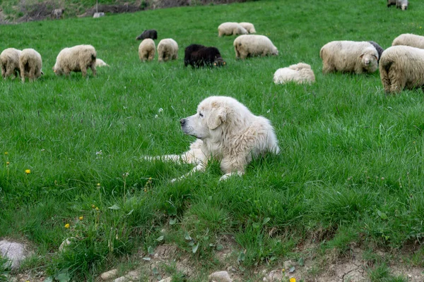 Perro Pastor Está Custodiando Una Manada Ovejas Las Montañas Tatra — Foto de Stock