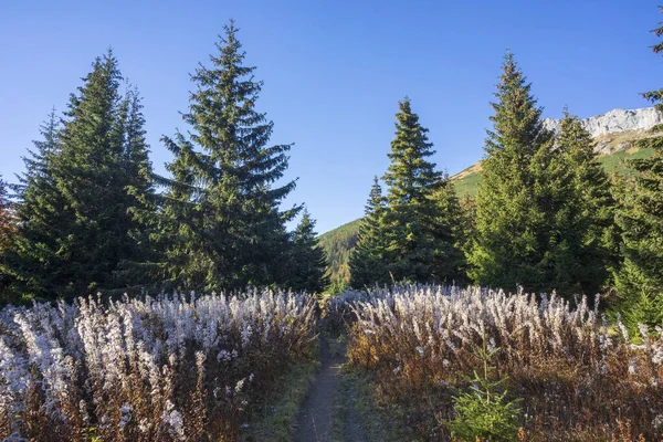 Belianske Tatras Autumn Slovakia — Stock Photo, Image