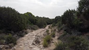 Akdeniz çalı çırpı ve fidanları arasında maceralı bir keşifte harabe bir yolda tek başına yürüyüş.