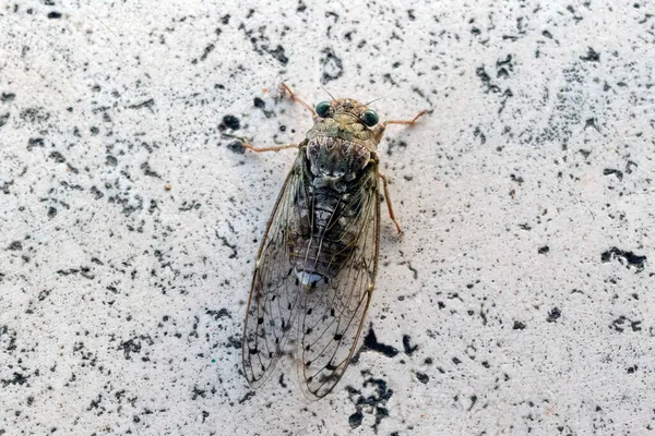 Summer insect macro photography with the charming and singing summer cicada.