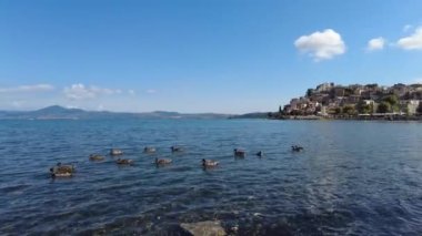 Pan left with tracing view of group mallards at Bracciano lake with beautiful ancient skyline of medieval village of Anguillara Sabazia in Rome province