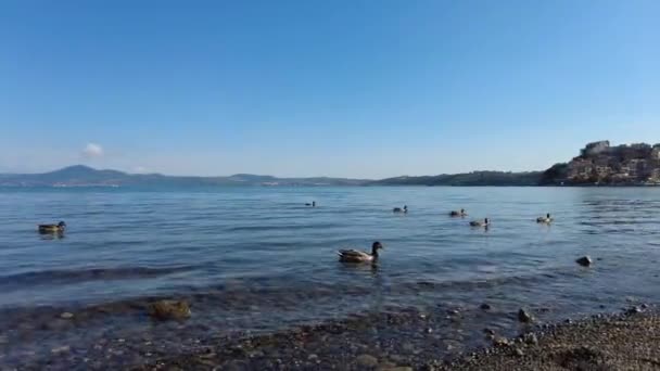 Pan Vpravo Výhledem Skupinu Divokých Zvířat Jezera Bracciano Krásným Starobylým — Stock video