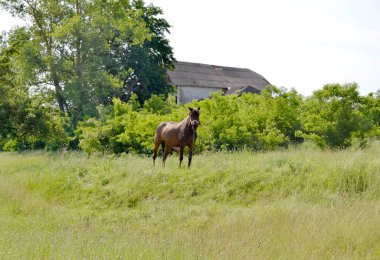 Yazlık çiçek çayırında güzel kahverengi at, yeşil çimen yiyen at. Uzun yeleli at aygırı ayakta duruyor. Atlı aygır açık havada, büyük at atları.