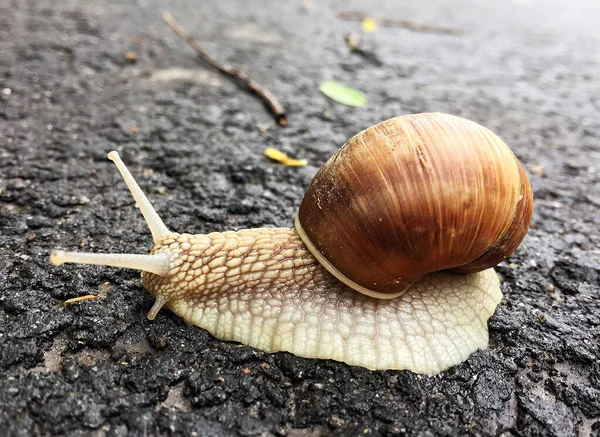 Caracol Grande Jardim Casca Rastejando Estrada Molhada Pressa Para Casa — Fotografia de Stock