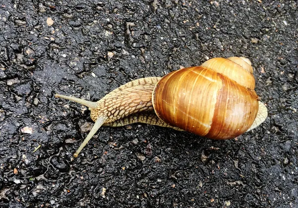 Grand Escargot Jardin Coquille Rampant Sur Route Humide Hâte Rentrer — Photo