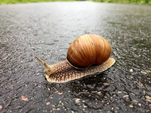 大きな庭のカタツムリのシェルのぬれた道路のホーム急いでクロールします カタツムリヘリックスは 体を保護するために食用おいしい食品コイルシェルで構成されています スライムから殻に天然の動物カタツムリは 栄養クリームを作ることができます — ストック写真