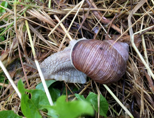 Big Garden Snail Shell Crawling Wet Road Hurry Home Snail — Stock Photo, Image