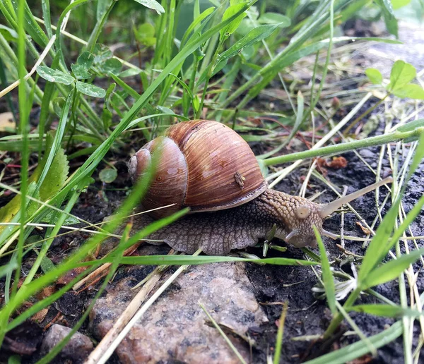 Grand Escargot Jardin Coquille Rampant Sur Route Humide Hâte Rentrer — Photo