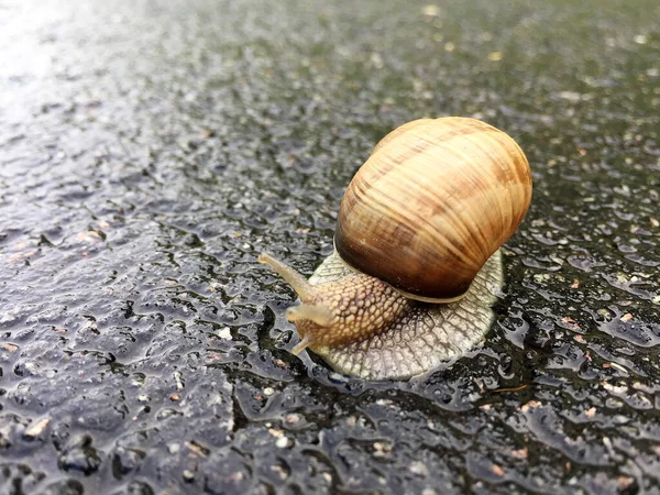 大きな庭のカタツムリのシェルのぬれた道路のホーム急いでクロールします カタツムリヘリックスは 体を保護するために食用おいしい食品コイルシェルで構成されています スライムから殻に天然の動物カタツムリは 栄養クリームを作ることができます — ストック写真