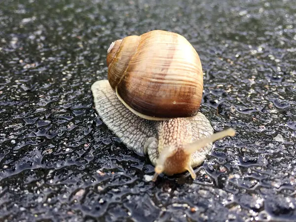 大きな庭のカタツムリのシェルのぬれた道路のホーム急いでクロールします カタツムリヘリックスは 体を保護するために食用おいしい食品コイルシェルで構成されています スライムから殻に天然の動物カタツムリは 栄養クリームを作ることができます — ストック写真