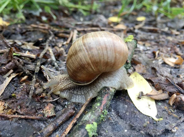 Grand Escargot Jardin Coquille Rampant Sur Route Humide Hâte Rentrer — Photo