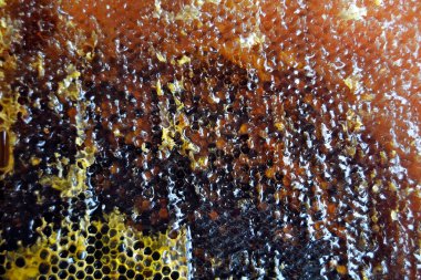 Altın nektarla doldurulmuş altıgen bal peteklerinden bir damla bal damlıyor. Bal peteği yaz kompozisyonu. Doğal bal damlası, balmumu çerçeveli arı damlası. Bal damlası bal damlatıyor bal peteğine.