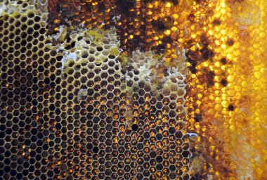 Altın nektarla doldurulmuş altıgen bal peteklerinden bir damla bal damlıyor. Bal peteği yaz kompozisyonu. Doğal bal damlası, balmumu çerçeveli arı damlası. Bal damlası bal damlatıyor bal peteğine.