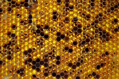 Altın nektarla doldurulmuş altıgen bal peteklerinden bir damla bal damlıyor. Bal peteği yaz kompozisyonu. Doğal bal damlası, balmumu çerçeveli arı damlası. Bal damlası bal damlatıyor bal peteğine.