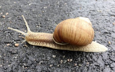 Islak yolda kabuklu küçük bahçe salyangozu sürünüyor, sümüklü böcek hemen eve geliyor. Salyangoz sümüklüböceği, vücudu korumak için sarılmış yenilebilir lezzetli yiyeceklerden oluşur. Kabuklu sümüklüböcek içindeki doğal hayvan salyangozu vahşi doğada sürünüyor..