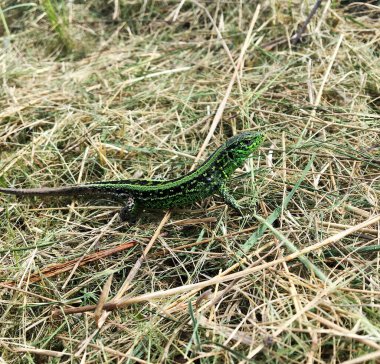 Kuru çimenlerde oturan vücut kertenkelesine güzel yeşil pullar temalı fotoğraf. Fotoğraf yeşil pullu, uzun kuyruklu vahşi hayvan kertenkelesinden oluşuyor. Doğal hayatta pek çok puldan yeşil kertenkele..