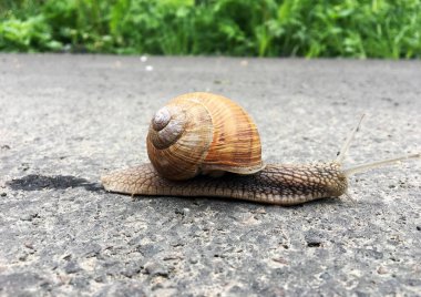 Islak yolda kabuklu küçük bahçe salyangozu sürünüyor, sümüklü böcek hemen eve geliyor. Salyangoz sümüklüböceği, vücudu korumak için sarılmış yenilebilir lezzetli yiyeceklerden oluşur. Kabuklu sümüklüböcek içindeki doğal hayvan salyangozu vahşi doğada sürünüyor..