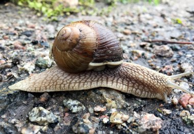 Islak yolda kabuklu küçük bahçe salyangozu sürünüyor, sümüklü böcek hemen eve geliyor. Salyangoz sümüklüböceği, vücudu korumak için sarılmış yenilebilir lezzetli yiyeceklerden oluşur. Kabuklu sümüklüböcek içindeki doğal hayvan salyangozu vahşi doğada sürünüyor..