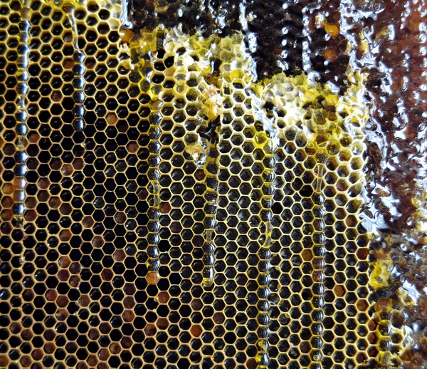 Kapka Včelího Medu Kape Šestiúhelníkových Plástů Naplněných Zlatým Nektarem Letní — Stock fotografie