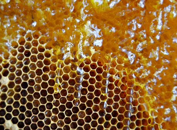 Gota Miel Abeja Goteando Panales Hexagonales Llenos Néctar Dorado Honeycoms — Foto de Stock