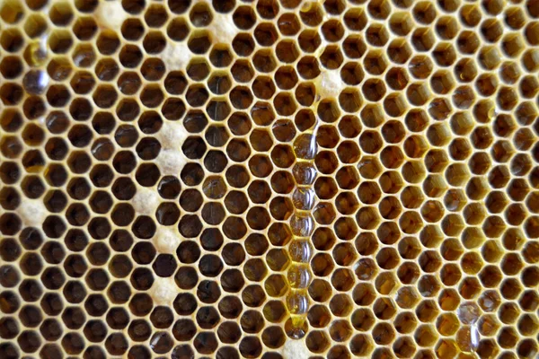 Крапля Бджолиного Меду Крапельниці Гексагональних Медоносів Наповнених Золотим Нектаром Медоносні — стокове фото