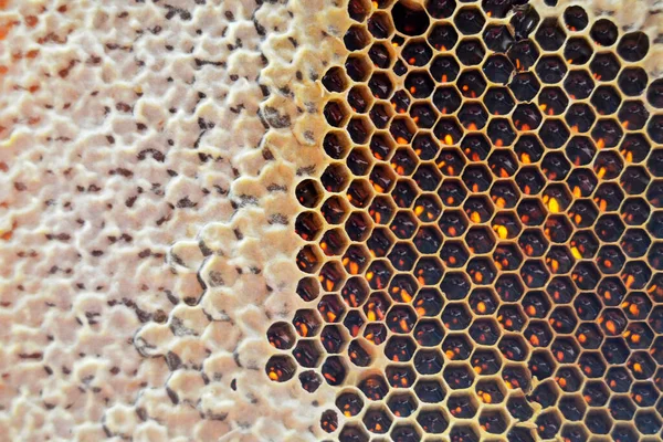 黄金の蜜で満たされた六角形のハニカムから蜂の蜜滴のドロップ ドロップナチュラル蜂蜜 ワックスフレーム蜂に滴下からなる夏の組成物をハニカム 蜂の蜜滴のドロップでハニカム — ストック写真