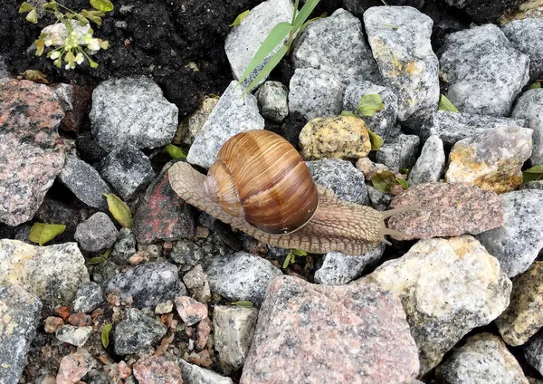 Petit Escargot Jardin Coquille Rampant Sur Route Humide Limace Hâte — Photo