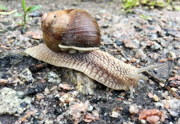 Pequeño Caracol Jardín Concha Arrastrándose Por Camino Mojado Babosa Prisa — Foto de Stock