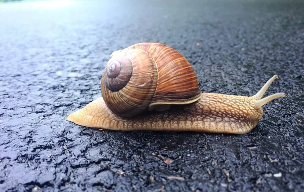 Caracol Pequeno Jardim Casca Rastejando Estrada Molhada Lesma Pressa Para — Fotografia de Stock