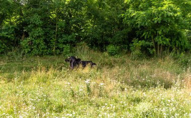 Tema üzerine fotoğraf. Güzel, büyük süt ineği mavi gökyüzünün altında yeşil çayırda otluyor. Uzun kuyruklu süt ineğinden oluşan fotoğraf çayırda saman yiyor. Lezzetli beyaz sıvı için otlaktaki süt ineği.