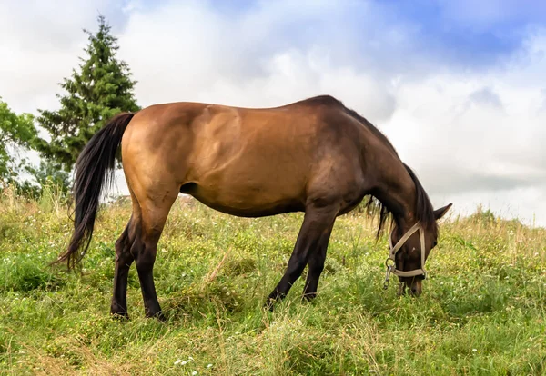 Prachtige Wilde Bruine Paardenhengst Zomerbloemenweide Paardenetend Groen Gras Paardenhengst Met — Stockfoto
