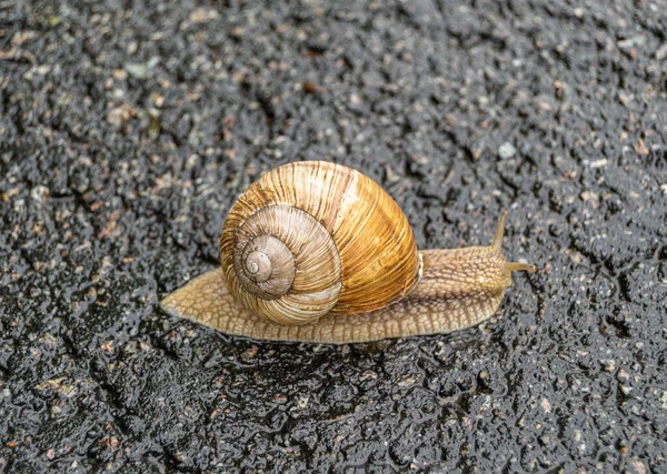 Grote Tuin Slak Schaal Kruipen Natte Weg Haast Naar Huis — Stockfoto