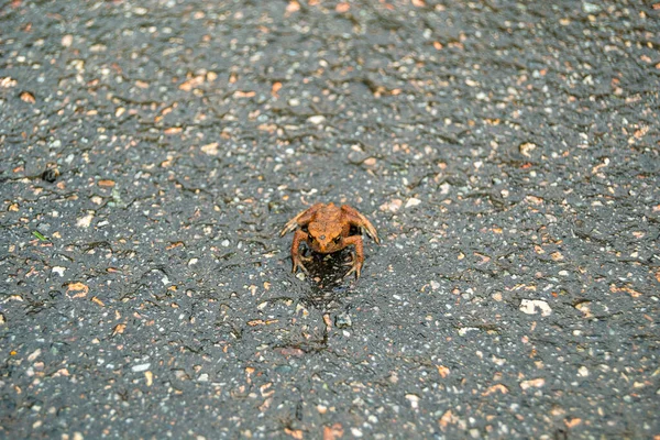 Photography to theme beautiful brown frog amphibian, animal toad on forest street. Photo consisting of wet pimple frog amphibian, toad sits on asphalt path. Adorable body toad is wild frog amphibian.