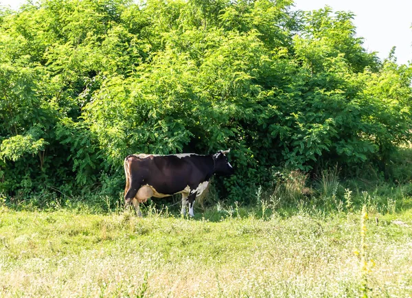 Photography Theme Beautiful Big Milk Cow Grazes Green Meadow Blue — Stock Photo, Image