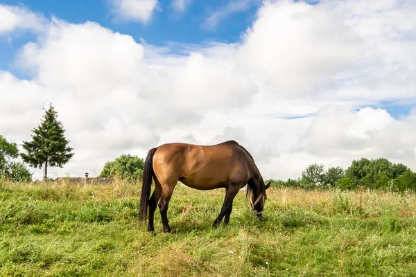 Beau Cheval Brun Sauvage Étalon Sur Prairie Fleurs Été Cheval — Photo