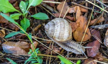 Islak yolda sürünen kabuklu büyük bahçe salyangozu çabuk eve gel, salyangoz Helix vücudu korumak için sarılmış lezzetli yiyeceklerden oluşur, balçıklı doğal neşe salyangozu balçıktan korur, besleyici krema yapabilir.