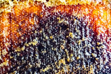 Altın nektarla dolu altıgen bal peteklerinden arı damlayan bal damlası, bal peteği yaz kompozisyonu doğal bal damlası, balmumu çerçeve arısına damlayan bal damlası, bal peteğine damlayan bal damlası