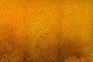 Altın nektarla dolu altıgen bal peteklerinden arı damlayan bal damlası, bal peteği yaz kompozisyonu doğal bal damlası, balmumu çerçeve arısına damlayan bal damlası, bal peteğine damlayan bal damlası