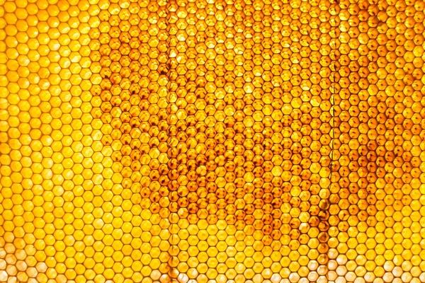 Gota Miel Abeja Goteo Panales Hexagonales Llenos Néctar Dorado Panales — Foto de Stock