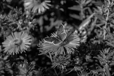 Fotoğrafçılık, güzel siyah kelebek kralının çayır çiçeğinin üzerindeki teması. Kelebek Kral 'ın çayırda parlak kanatlarını salladığı fotoğraf. Yaşlı kelebek Kral 'dan çayır çiçeğine.