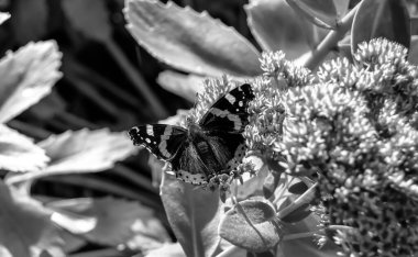 Fotoğrafçılık, güzel siyah kelebek kralının çayır çiçeğinin üzerindeki teması. Kelebek Kral 'ın çayırda parlak kanatlarını salladığı fotoğraf. Yaşlı kelebek Kral 'dan çayır çiçeğine.