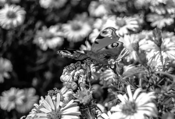 Fotografie Zum Thema Schöne Schwarze Schmetterling Monarch Auf Wiesenblume Foto — Stockfoto