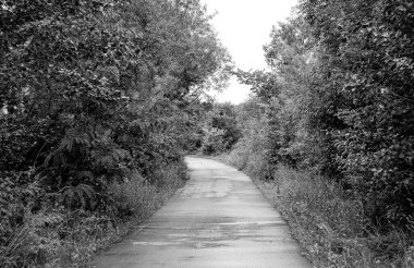 Renkli arka planda güzel boş asfalt yol, kırsal alandan geçen yeni boş asfalt yol, yeşillik kırsalında hız arabası için boş asfalt yol.