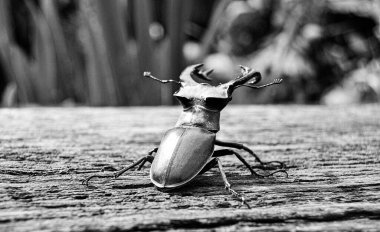 Vahşi ormanda uzun ve keskin çeneleri olan erkek geyik böceği meşe ağacının gövdesinde oturur, böcek geyiği büyük boynuzlardan, güzel güçlü bacaklardan, geyik böceğinden oluşur.